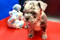 Sambo, a male French Bulldog for sale in Sturgis, MI – Photo 6 of 8