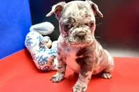 Sambo, a male French Bulldog for sale in Sturgis, MI – Photo 1 of 8