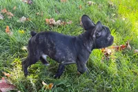 Vinny, a male Frenchton for sale in Sturgis, MI – 9 of 10