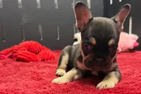 Zebra , a female French Bulldog for sale in Sturgis, MI – 3 of 10