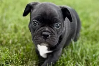 Remy , a male Frenchton for sale in Sturgis, MI – 2 of 10