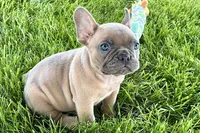 Blu, a male French Bulldog for sale in Sturgis, MI – 6 of 10