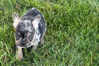 Clem, a male French Bulldog for sale in Sturgis, MI – 6 of 8