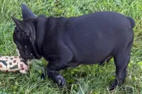 Pearl, a female French Bulldog for sale in Sturgis, MI – 3 of 10