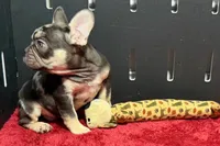Zack , a male French Bulldog for sale in Sturgis, MI – 4 of 10