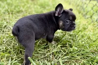 Cupcake, a female French Bulldog for sale in Sturgis, MI – 9 of 10