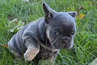 Kanto , a male French Bulldog for sale in Sturgis, MI – 2 of 9