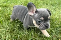 Echo, a male French Bulldog for sale in Sturgis, MI – 5 of 10