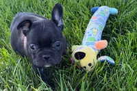 Paula , a female French Bulldog for sale in Sturgis, MI – 9 of 9