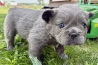 Star, a female French Bulldog for sale in Sturgis, MI – 9 of 9