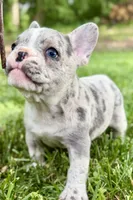 Gwen, a female French Bulldog for sale in Sturgis, MI – 5 of 10
