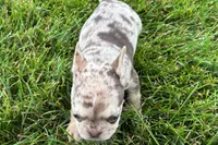 Kara, a female French Bulldog for sale in Sturgis, MI – 6 of 10