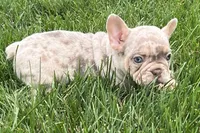 Eeyore, a male French Bulldog for sale in Sturgis, MI – 9 of 10