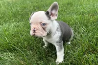 Gaddy, a male French Bulldog for sale in Sturgis, MI – 3 of 10