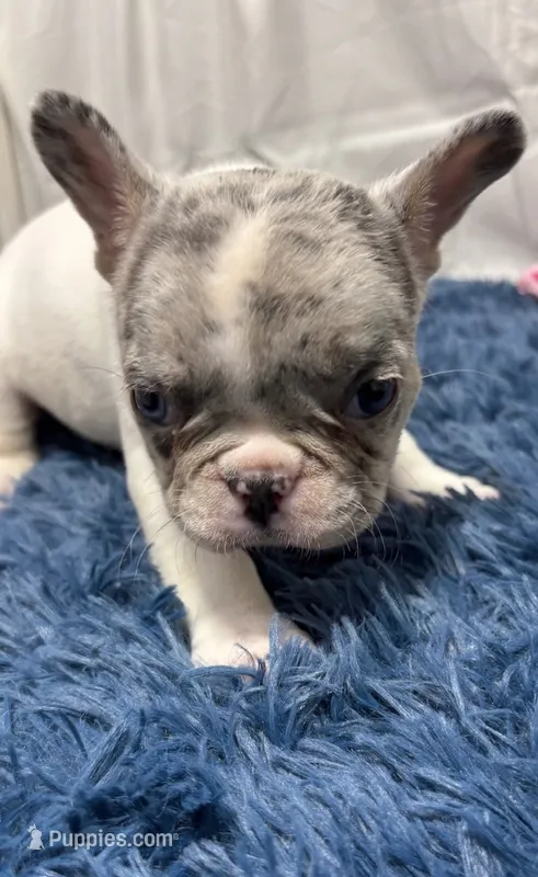 Gracie – French Bulldog puppy for sale in Sturgis, MI