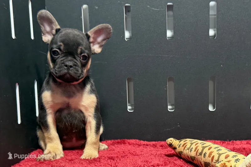 Coco – French Bulldog puppy for sale in Sturgis, MI