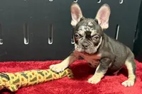 Zack , a male French Bulldog for sale in Sturgis, MI – 7 of 10