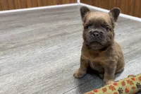 Ruby, a female French Bulldog for sale in Sturgis, MI – 7 of 9