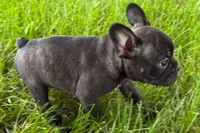 Vinny, a male Frenchton for sale in Sturgis, MI – 7 of 8