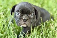 Quincy, a male Frenchton for sale in Sturgis, MI – 6 of 10