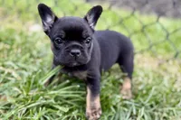 Cupcake, a female French Bulldog for sale in Sturgis, MI – 8 of 10