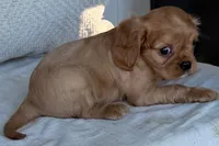 Sterling, a male Cavalier King Charles Spaniel for sale in Sturgis, MI – 5 of 8