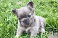 Samson, a male French Bulldog for sale in Sturgis, MI – 3 of 10