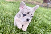 Gummy, a male French Bulldog for sale in Sturgis, MI – 8 of 10