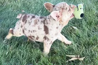 Kara, a female French Bulldog for sale in Sturgis, MI – 3 of 10