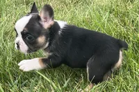 Frizzle, a female French Bulldog for sale in Sturgis, MI – 9 of 9