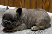 Ruthie, a female French Bulldog for sale in Sturgis, MI – 9 of 9