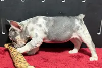 Zink, a female French Bulldog for sale in Sturgis, MI – 6 of 10