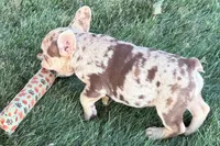 Kara, a female French Bulldog for sale in Sturgis, MI – 9 of 10