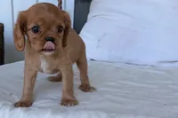 Sally, a female Cavalier King Charles Spaniel for sale in Sturgis, MI – 6 of 9