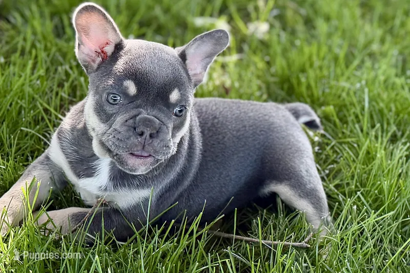 Daisy – French Bulldog puppy for sale in Sturgis, MI