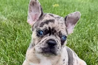 Roxy , a female Frenchton for sale in Sturgis, MI – 7 of 10