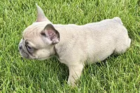 Usher, a male French Bulldog for sale in Sturgis, MI – 4 of 9