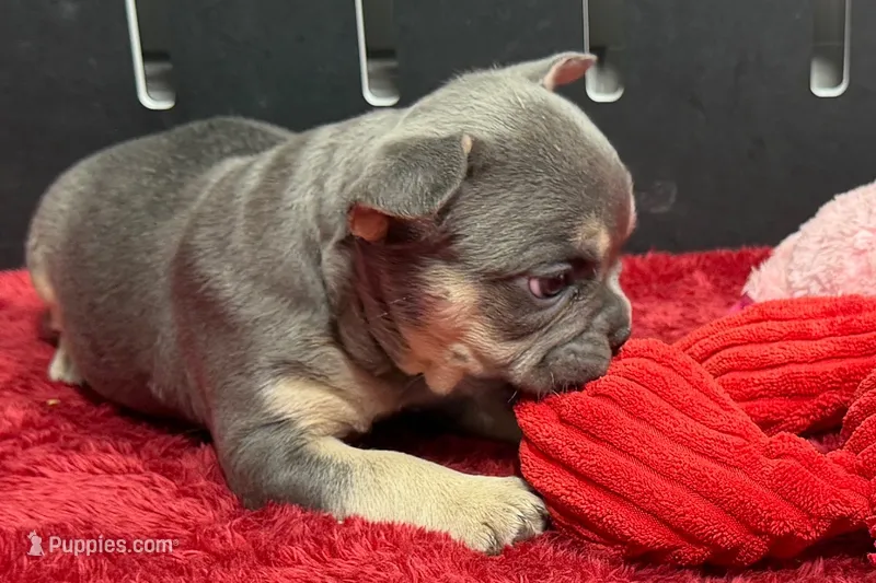 Zilo – French Bulldog puppy for sale in Sturgis, MI