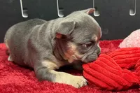 Zilo, a male French Bulldog for sale in Sturgis, MI – 1 of 10