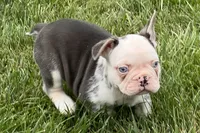 Gaddy, a male French Bulldog for sale in Sturgis, MI – 6 of 10
