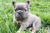 Samson, a male French Bulldog for sale in Sturgis, MI – 4 of 10