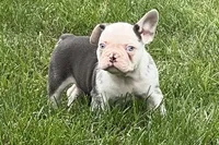 Gaddy, a male French Bulldog for sale in Sturgis, MI – 8 of 10