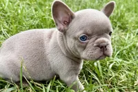 Cash, a male French Bulldog for sale in Sturgis, MI – 9 of 9