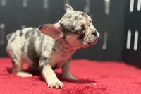 Zero, a female French Bulldog for sale in Sturgis, MI – 2 of 10