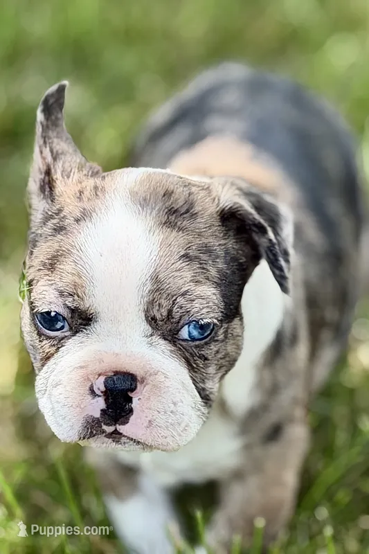 Rebel – Frenchton puppy for sale in Sturgis, MI