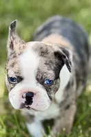 Rebel, a male Frenchton for sale in Sturgis, MI – 1 of 10