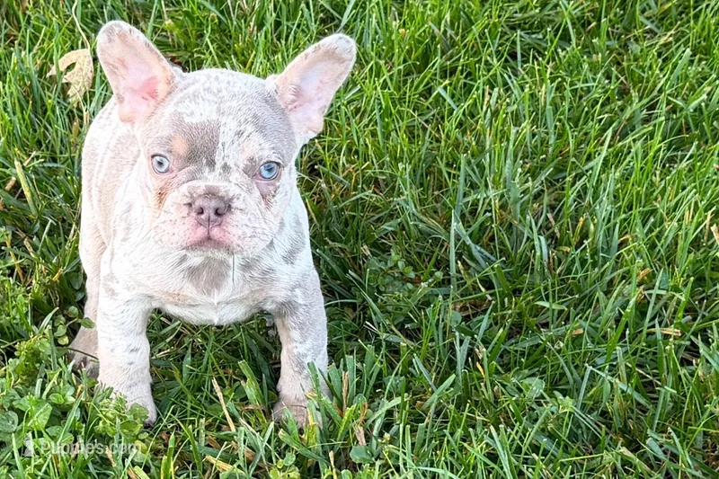 Lou – French Bulldog puppy for sale in Sturgis, MI