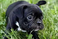 Queenie, a female Frenchton for sale in Sturgis, MI – 2 of 9