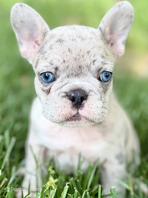 Glory – French Bulldog puppy for sale in Sturgis, MI