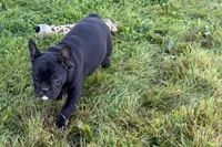 Pearl, a female French Bulldog for sale in Sturgis, MI – 8 of 10